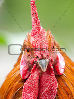 Funny close up of a red rooster over a green background