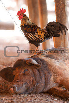 Black Pig and cock