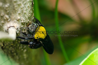 Carpenter bee in the nature