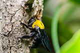 Carpenter bee in the nature