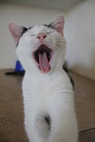 Yawning Kitty