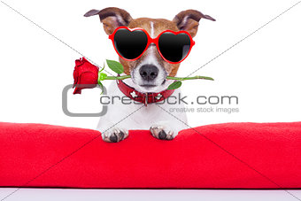 valentines day dog 
