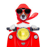 motorcycle dog summer dog