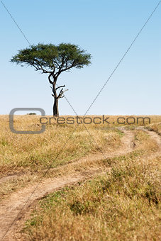 Trail and tree Masai Mara plais Kenya Africa