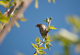 Finch on a Branch