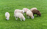 Sheep with paint markings