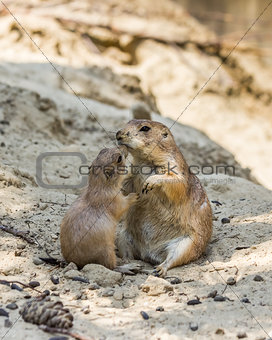 Two prairie dogs kissing