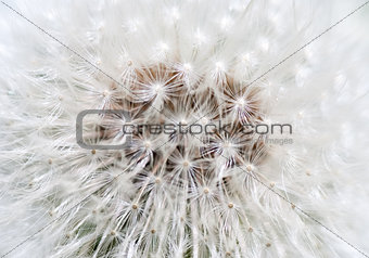 Dandelion abstract closeup