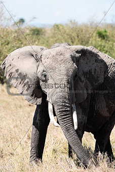 african elephant Masai Mara Kenya Africa