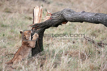 lion cub playing Masai Mara reserve in Kenya Africa
