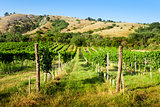 vineyards under the hill