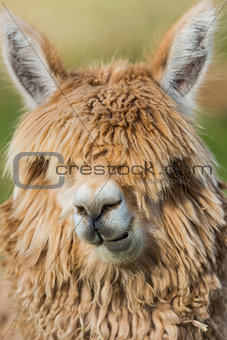 alpaca portrait peruvian Andes  Cuzco Peru