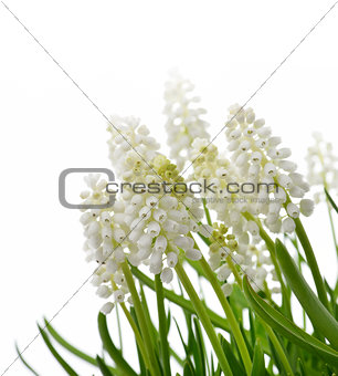 White Muscari Flowers