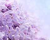 Lilac flowers. Abstract background. Macro photo.