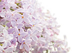 Background with lilac bouquet.