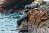Sea lions fighting for a rock in the peruvian coast at Ballestas