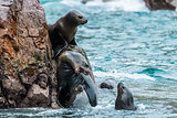 Sea lions fighting for a rock in the peruvian coast at Ballestas