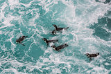 Humboldt penguins swimming in the peruvian coast at Ica Peru