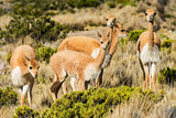 Vicunas in the peruvian Andes Arequipa Peru