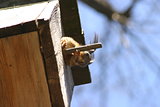 Squirrel and birdhouse on the tree in spring