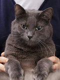 british shorthair cat sitting on hands