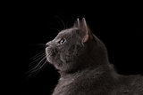 british shorthair cat looking into darkness