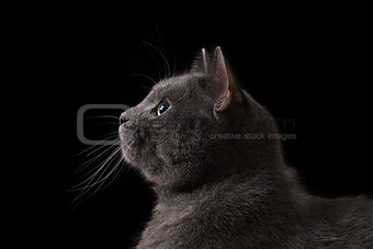 british shorthair cat looking into darkness