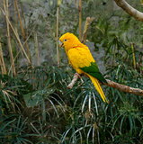 Colourful yellow lori parrot  on the perch