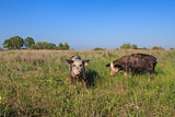 pigs on a meadow