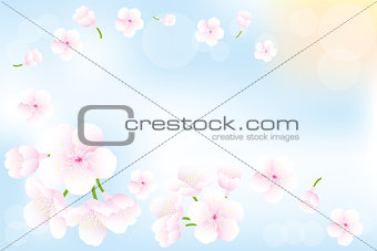 Hanami - Cherry blossoms background