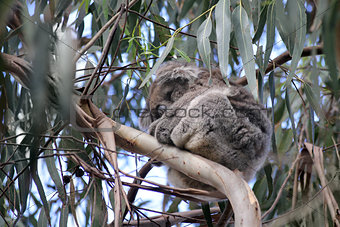 Australian Koala Bear sleeping