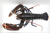 Live lobster