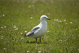 Seagull in grass