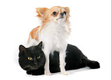 black cat and chihuahua