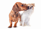 dachshund dog and chihuahua