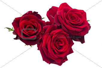 three dark red roses