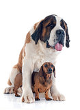 Saint Bernard and dachshund dog