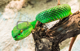 Green Snake creeps on tree