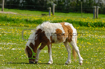 Pony horse eating grass
