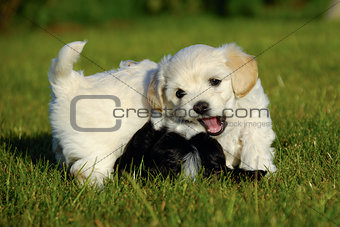 puppies are fighting and playing