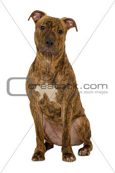Staffordshire terrier dog