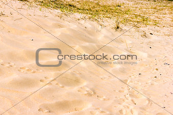 Sand background, National Park Zuid Kennemerland, The Netherland