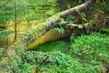 Hoh Rainforest Marsh Growth Ground Waterflow Green Water Reflect