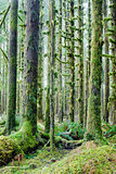 Cedar Trees Deep Forest Green Moss Covered Growth Hoh Rainforest