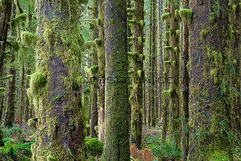 Cedar Trees Deep Forest Green Moss Covered Growth Hoh Rainforest