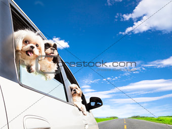 dog's family traveling  in the car 