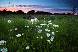 daisy flowers at sunset