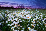 many camomile on meadow at sunset