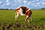 red and white cow scratching