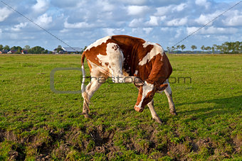 red and white cow scratching